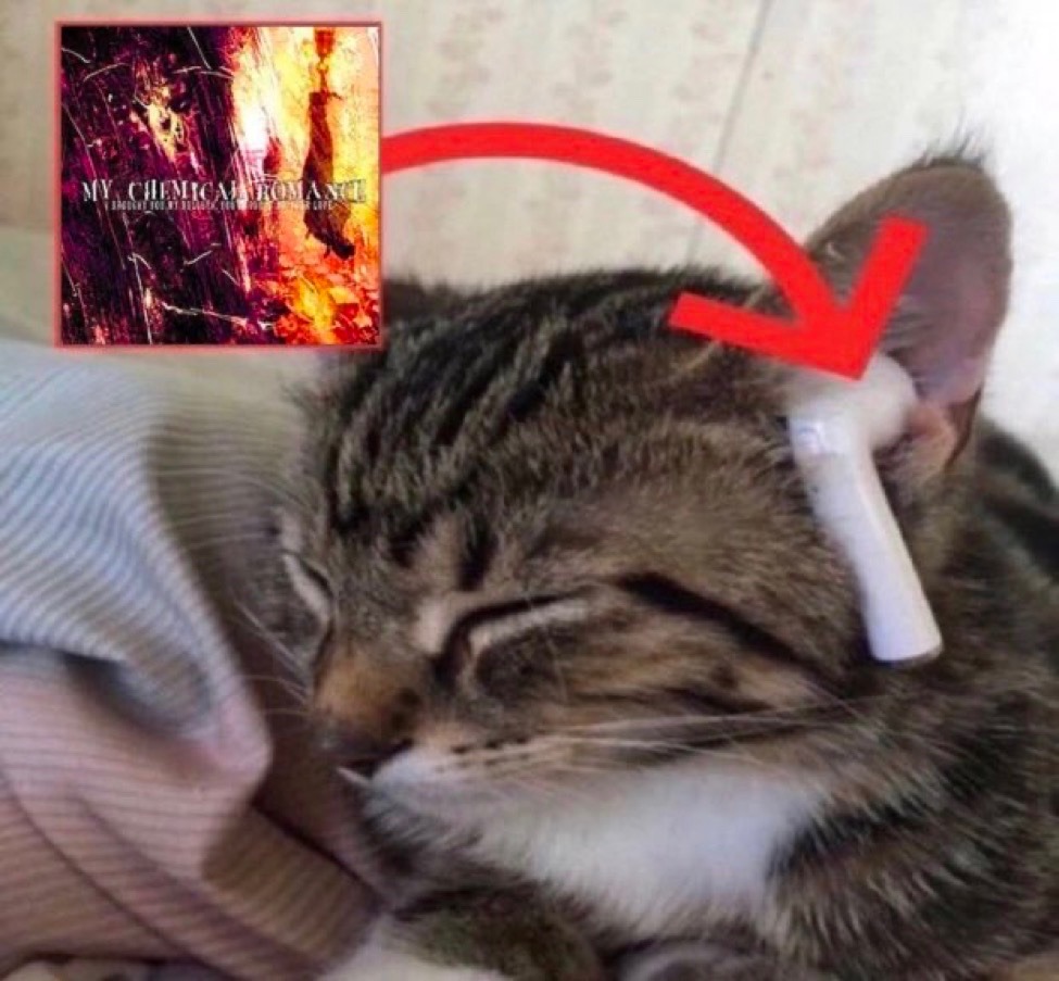kitten listening to bullets with airpods
